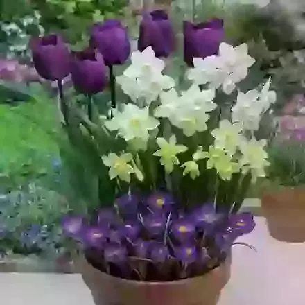 Border & Pot Collections